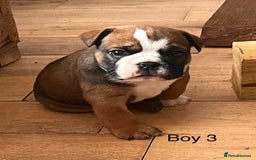 English Bulldog dogs for sale: Kc reg English bulldog puppies 🏴󠁧󠁢󠁥󠁮󠁧󠁿 - Image 28