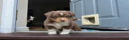 Miniature American Shepherd dogs for sale: Red Tri Miniature American Shepherd Puppies  - Advert 25