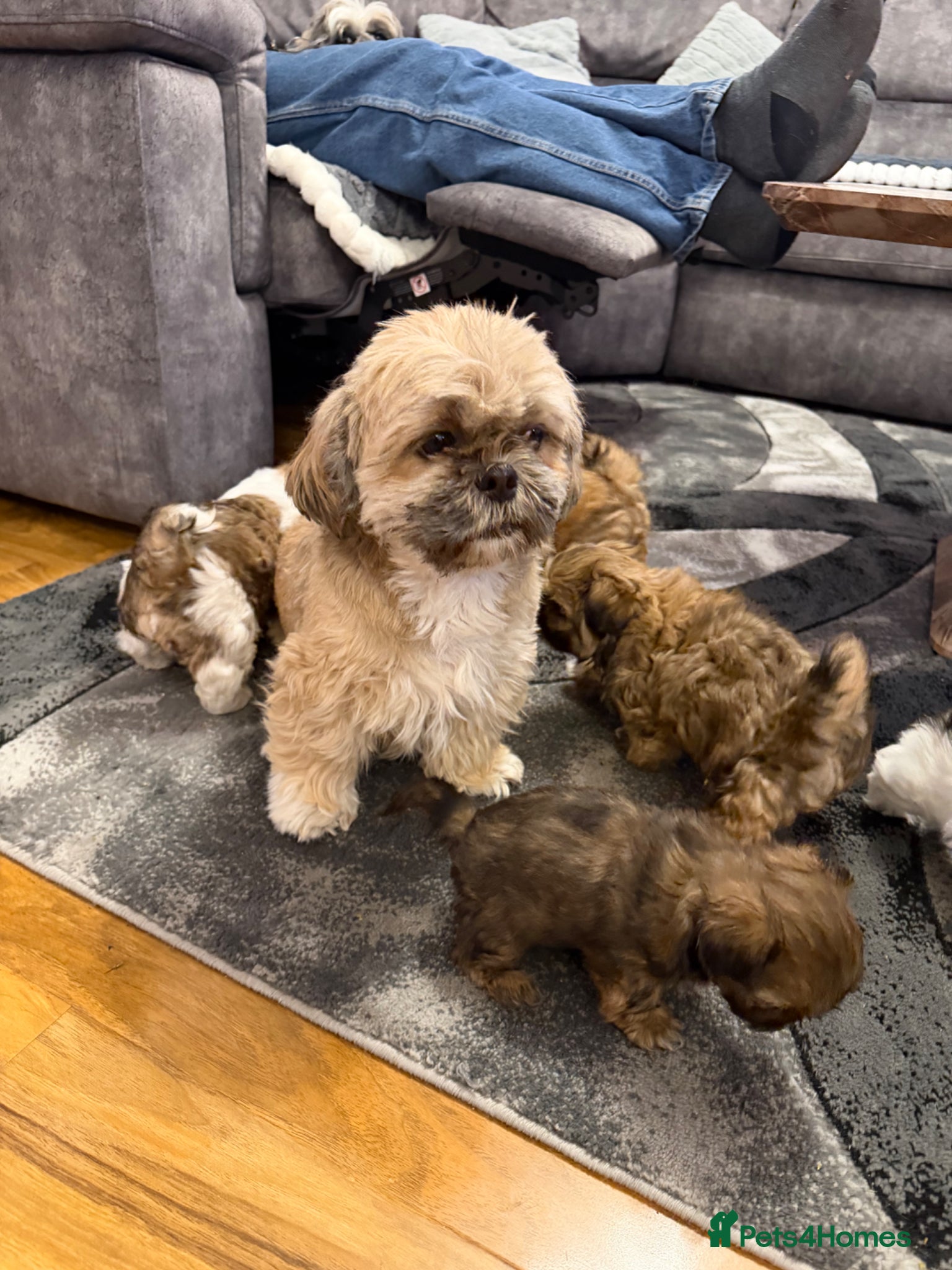 Shih Tzu dogs for sale: Beautiful Shihtzu Puppy’s for Sale - Advert 1