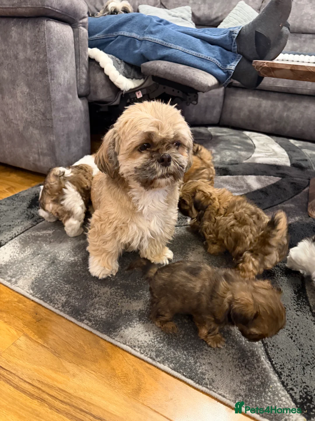 Shih Tzu dogs for sale: Beautiful Shihtzu Puppy’s for Sale - Advert 1