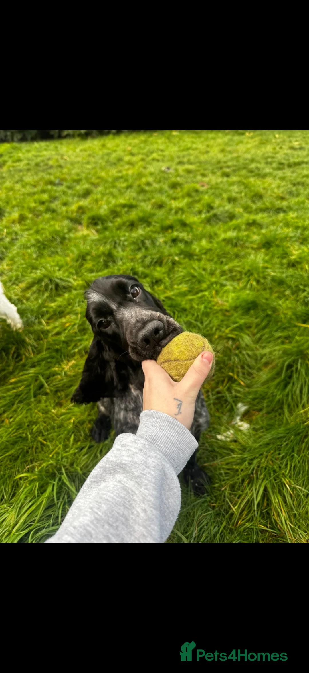 Cocker Spaniel dogs for sale: ❤️ Beautiful KC Show Cocker Spaniel Puppies ❤️ - Advert 2