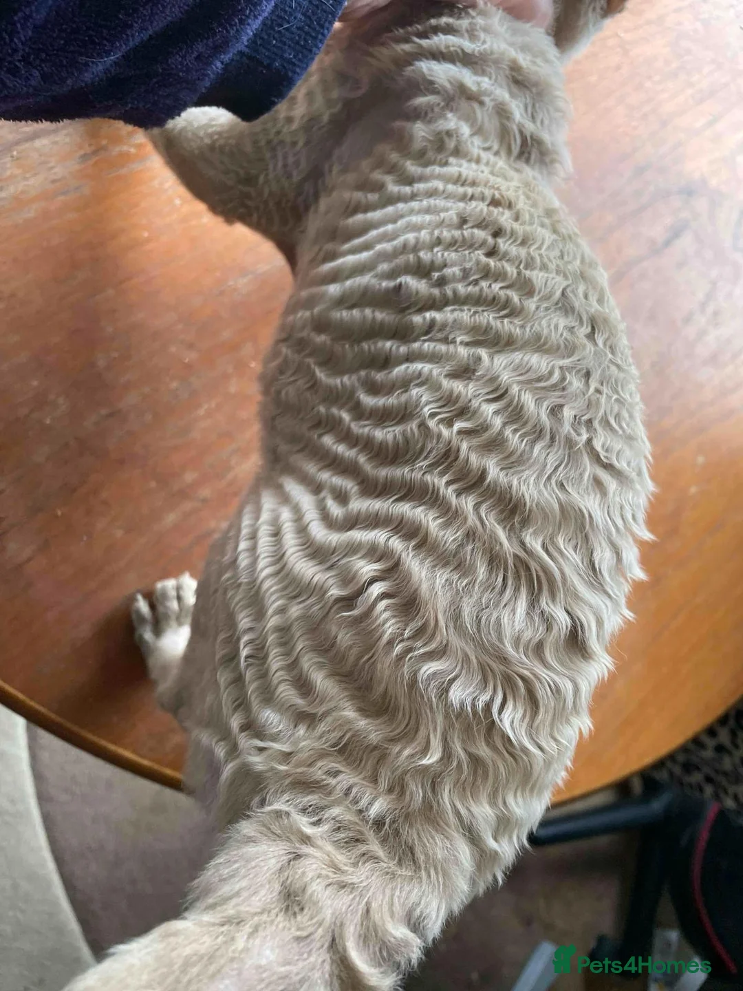 Devon Rex cats for stud: Devon Rex lilac - Advert 10