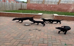 Labrador Retriever dogs for sale: Pedigree Labradors - Perfect for gun dog  - Image 10