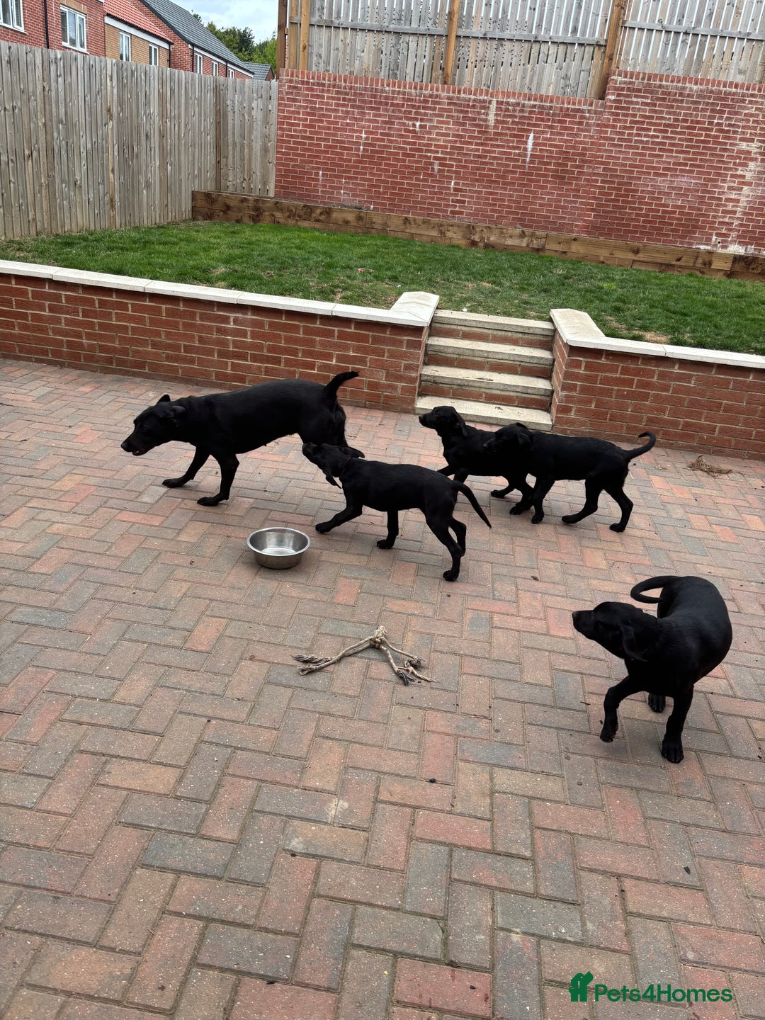 Labrador Retriever dogs for sale: Pedigree Labradors - Perfect for gun dog  - Image 10