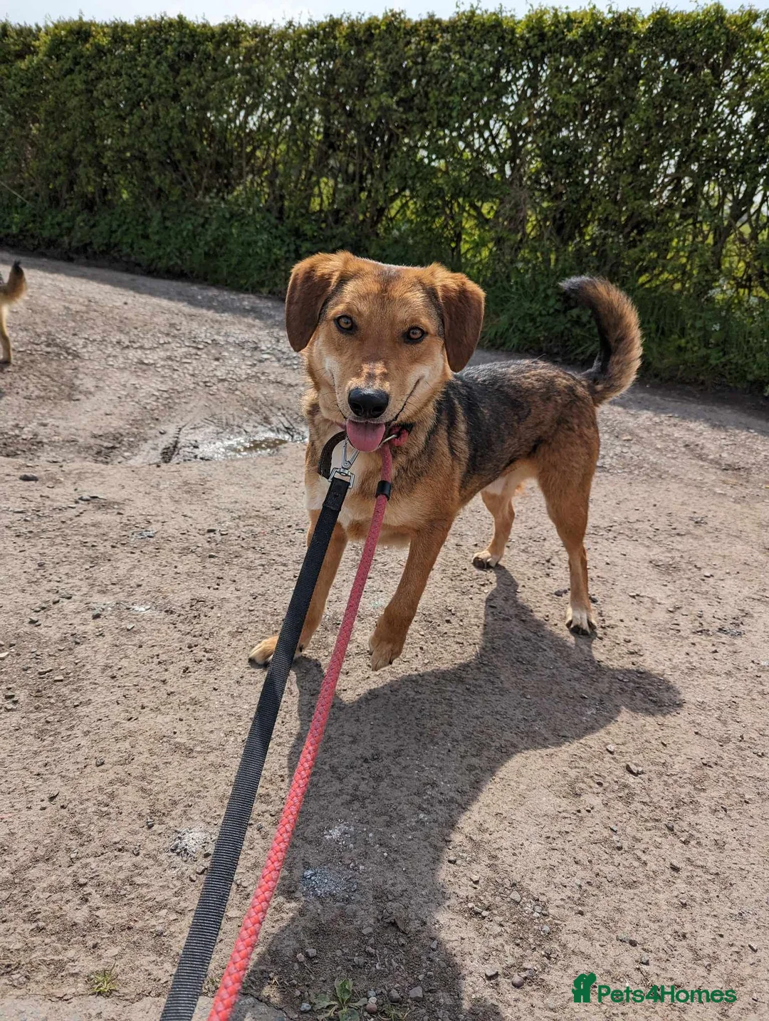 Mixed Breed dogs for adoption: Meet Shiloh, currently residing in Cheshire  in Nantwich - Advert 14