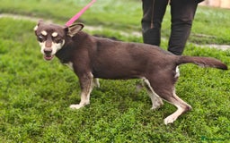 Mixed Breed dogs for adoption: 💖🐶 AZARA 🐶💖 - Image 3