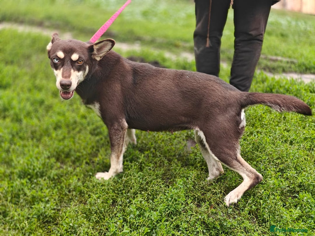 Mixed Breed dogs for adoption: 💖🐶 AZARA 🐶💖 - Image 3