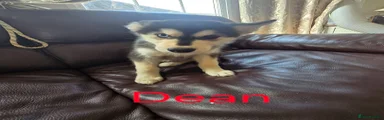 Dean