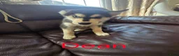 Siberian Husky dogs for sale: BEAUTIFUL SIBERIAN HUSKY PUPPIES  - Advert 3