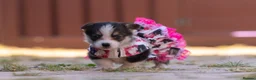 Welsh Corgi Pembroke dogs for sale: Show quality Pembrokeshire corgi READY NOW!!! - Advert 14