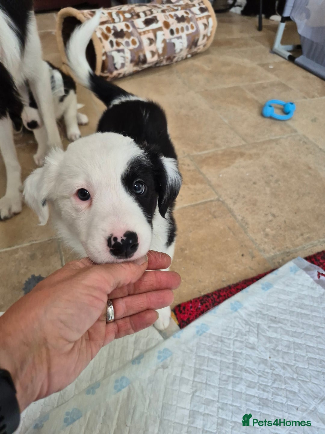Border Collie dogs for sale: 1 Male left - Image 4
