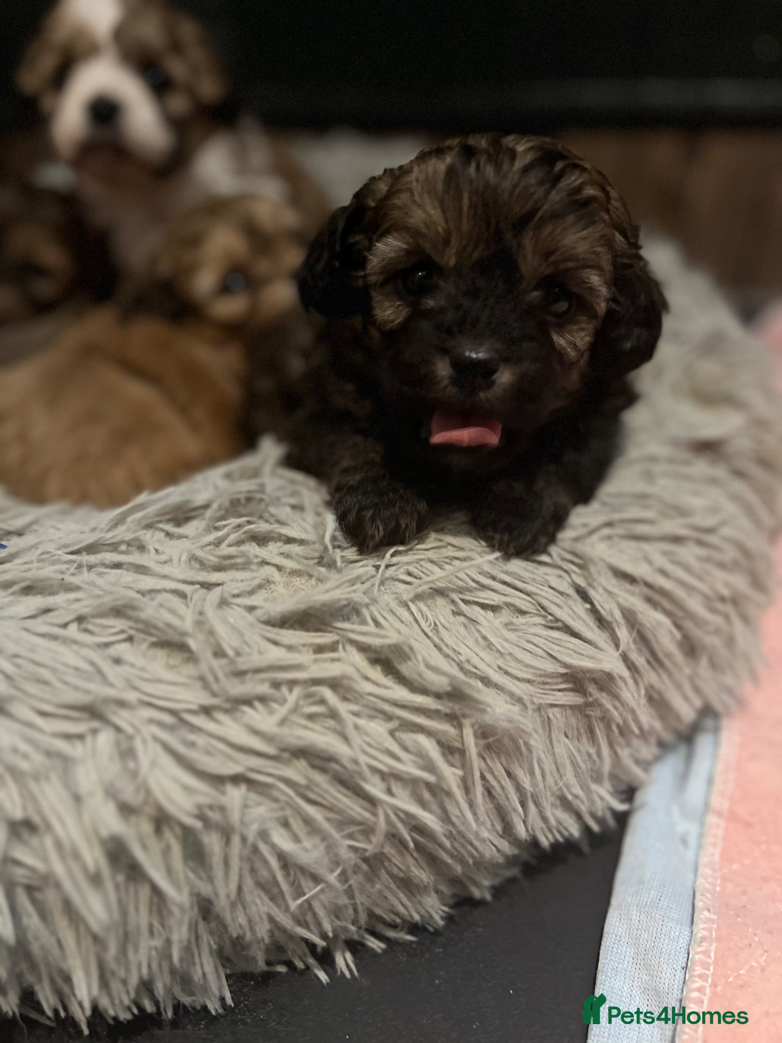 Shihpoo dogs ⭐️ 5 star rated Toy Shihpoo puppies ⭐️ - Advert 1