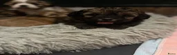 Shihpoo dogs for sale: ⭐️ 5 star rated Toy Shihpoo puppies ⭐️ - Advert 18