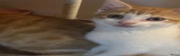 Mixed Breed cats for sale: The Most Adorable Kittens - Advert 24