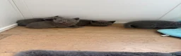 British Shorthair cats for sale: Pure BSH Kittens  - Advert 8