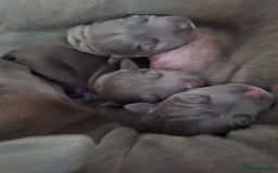 Staffordshire Bull Terrier dogs for sale: Blue Staffordshire Bull Terrier Puppies - Image 2