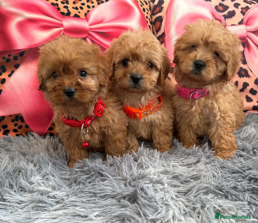 Cavapoo dogs for sale: Adorable poppies - Advert 1