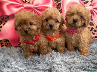 Cavapoo dogs Adorable poppies - Advert 2