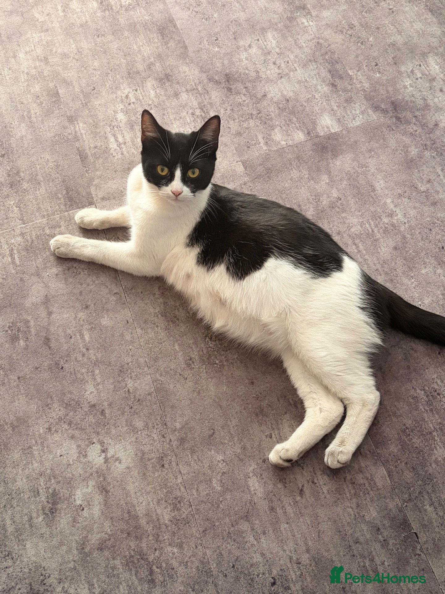 Mixed Breed cats 5 Kittens looking for their new home - Advert 18