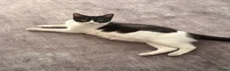 Mixed Breed cats for sale: 5 Kittens looking for their new home in London - Advert 1