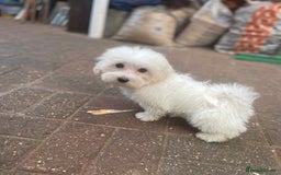 Maltipoo dogs for sale: RESERVED  Absolutely Stunning  Maltipoo GIRL - Image 3