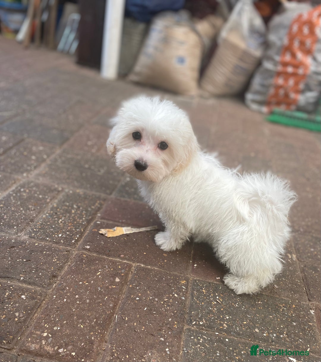 Maltipoo dogs for sale: RESERVED  Absolutely Stunning  Maltipoo GIRL - Image 3