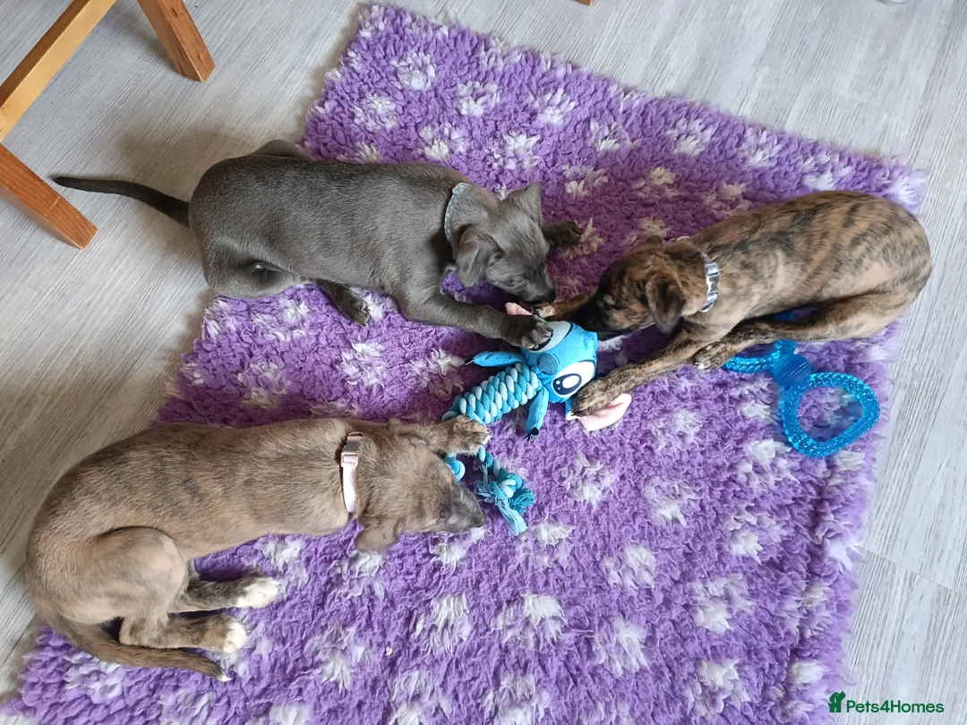 Mixed Breed dogs for sale: Stunning Bedlington Whippet Greyhound Puppies  in Chester - Advert 2