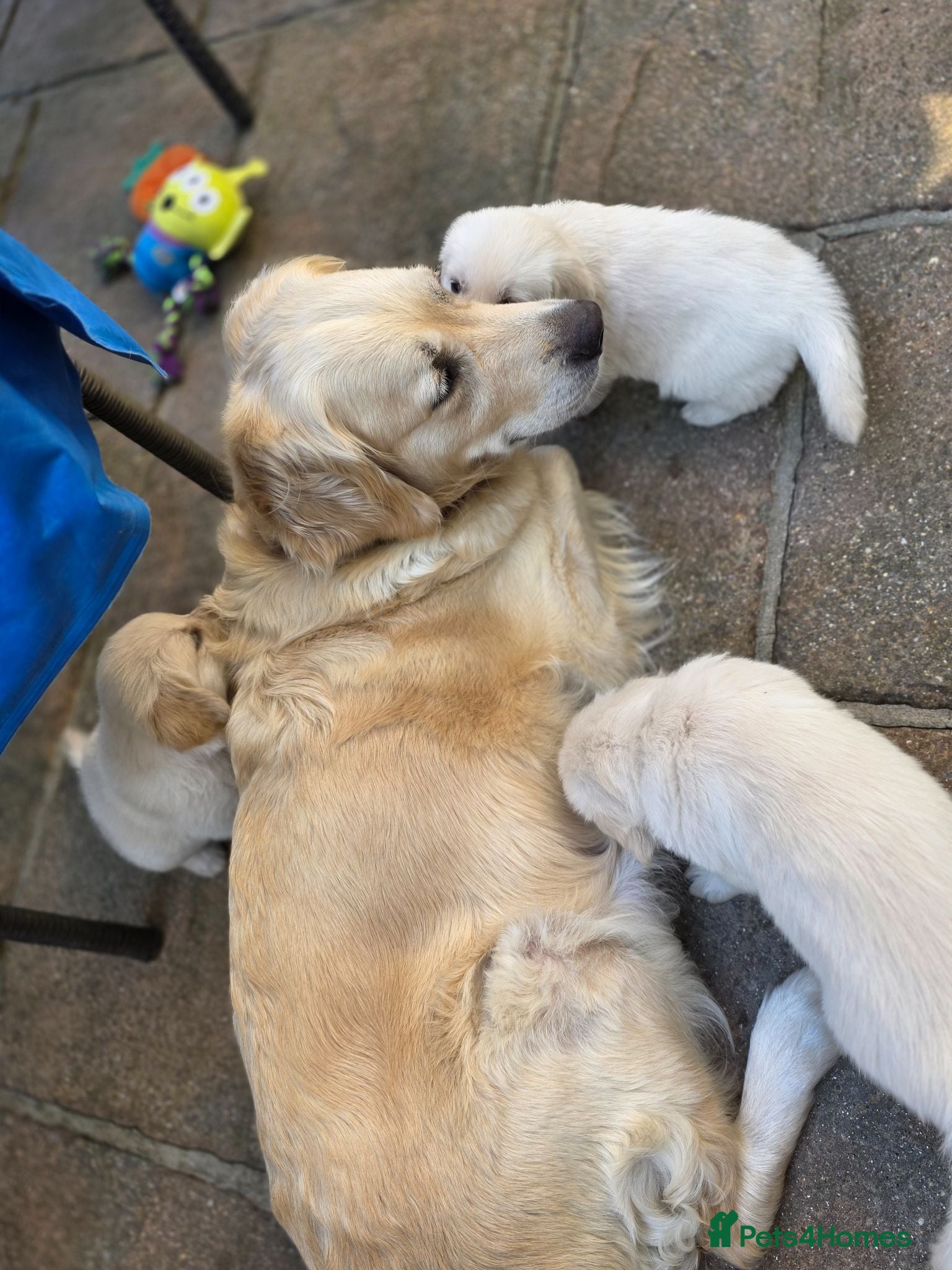 Golden Retriever dogs KC Registered Golden Retriever Puppies 3 Available - Advert 1