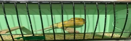 Canaries birds for sale: Male Canaries - Advert 6