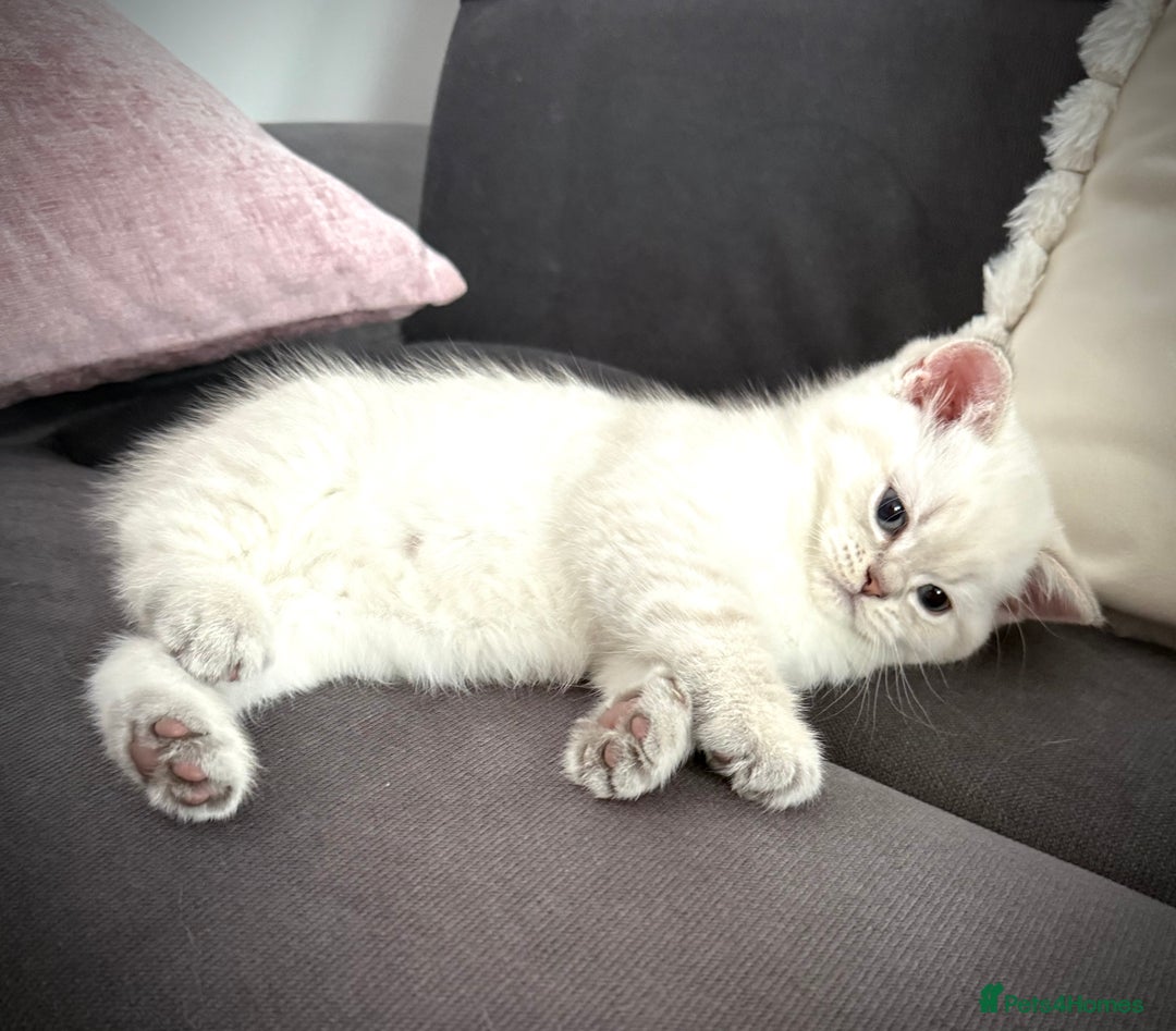 Scottish Fold cats for sale: 😻Stunning Pure breed Scottish fold kittens 😻 - Advert 26