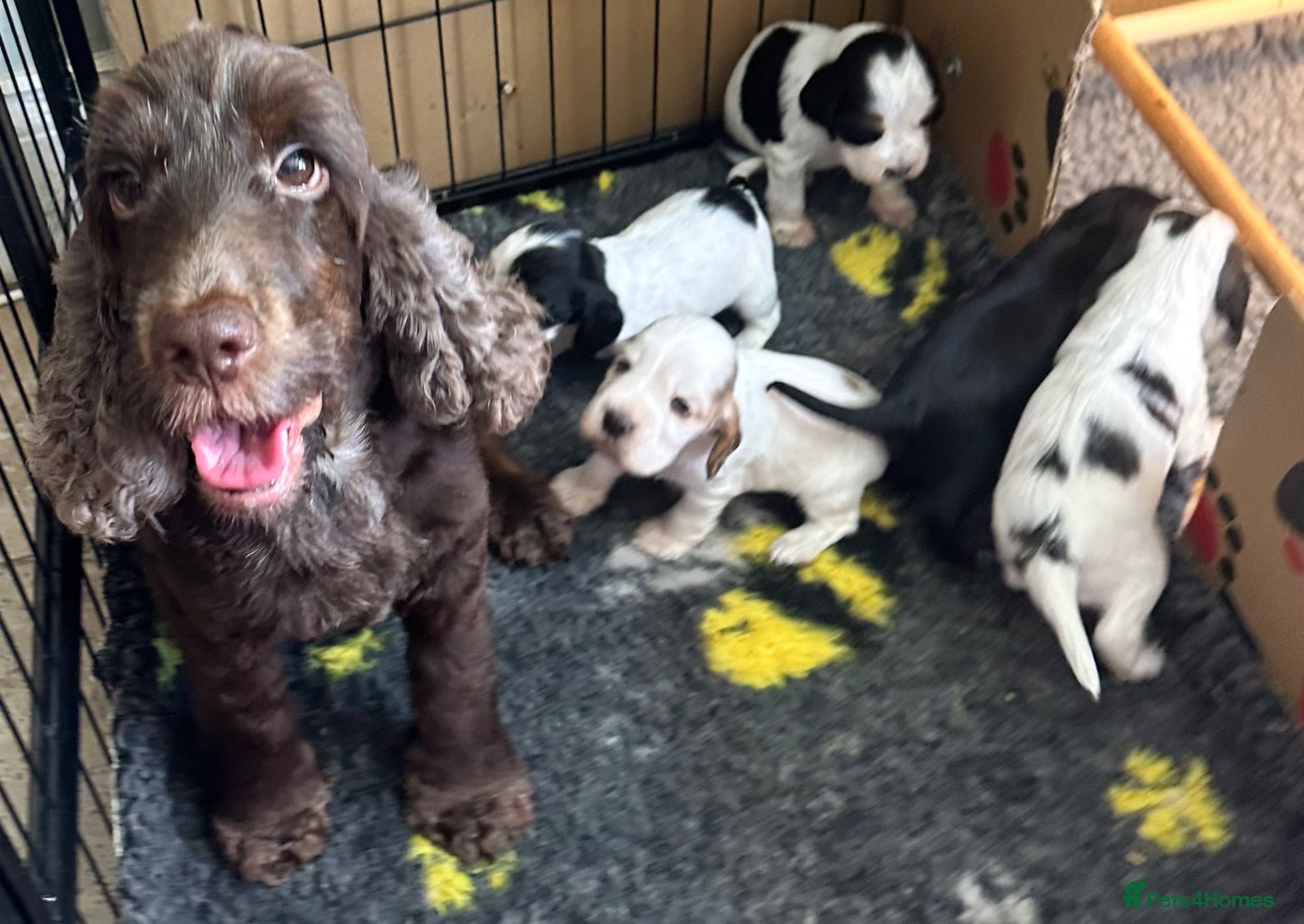 Cocker Spaniel dogs Show Type from a 5* licensed breeder  - Advert 4