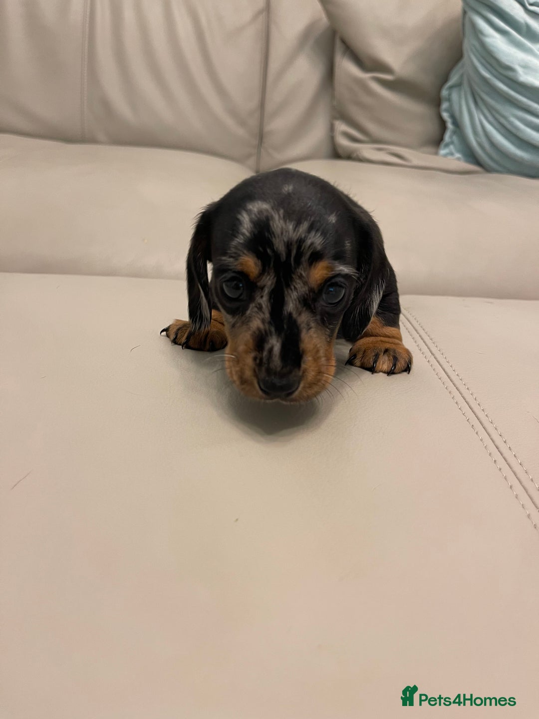 Miniature Dachshund dogs for sale: READY TO LEAVE KC Pedigree Miniature dachshunds - Advert 14