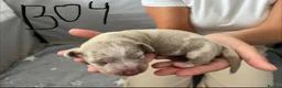 Miniature Dachshund dogs for sale: smooth haired miniature dachshund  - Advert 3