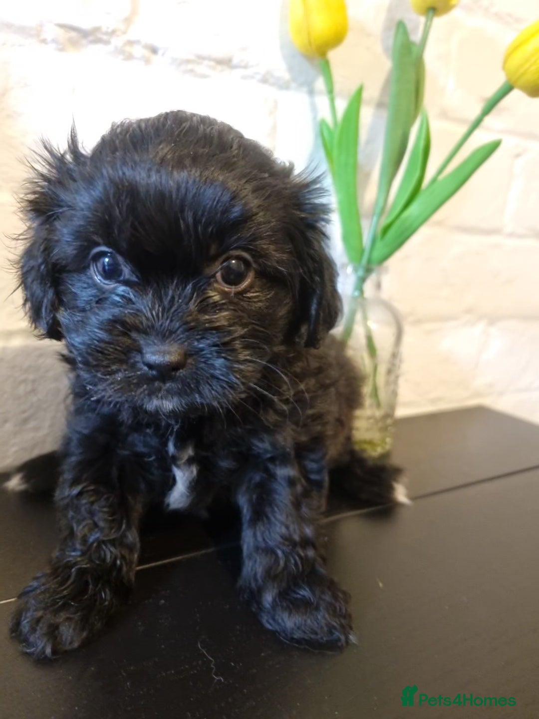 Mixed Breed dogs Shihpoo pups  - Advert 16