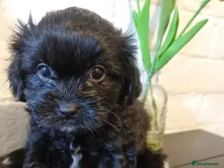 Mixed Breed dogs Shihpoo pups - Advert 16