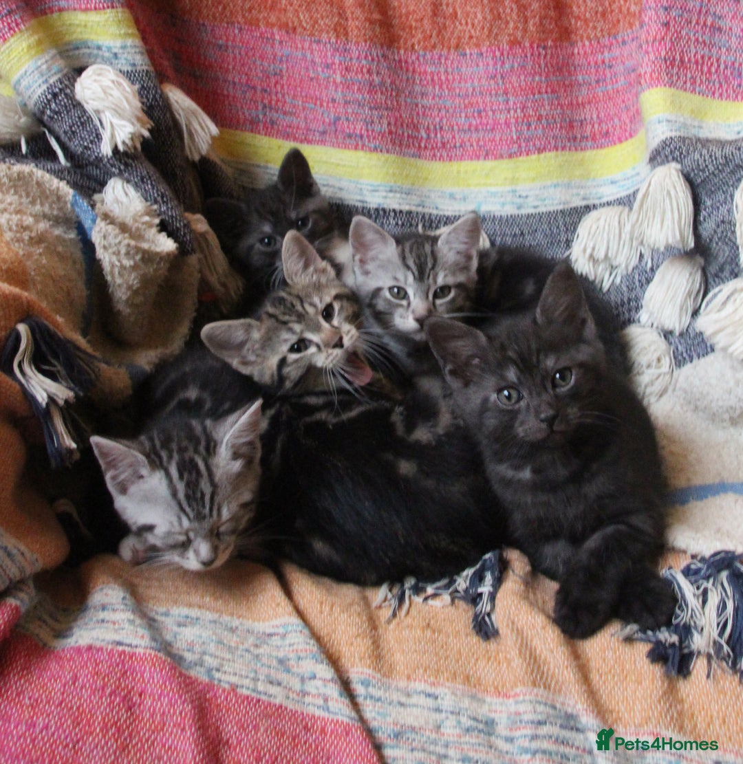 Mixed Breed cats for sale: Maine Coon Cross Kittens – Home Raised, Ready Jan - Advert 16