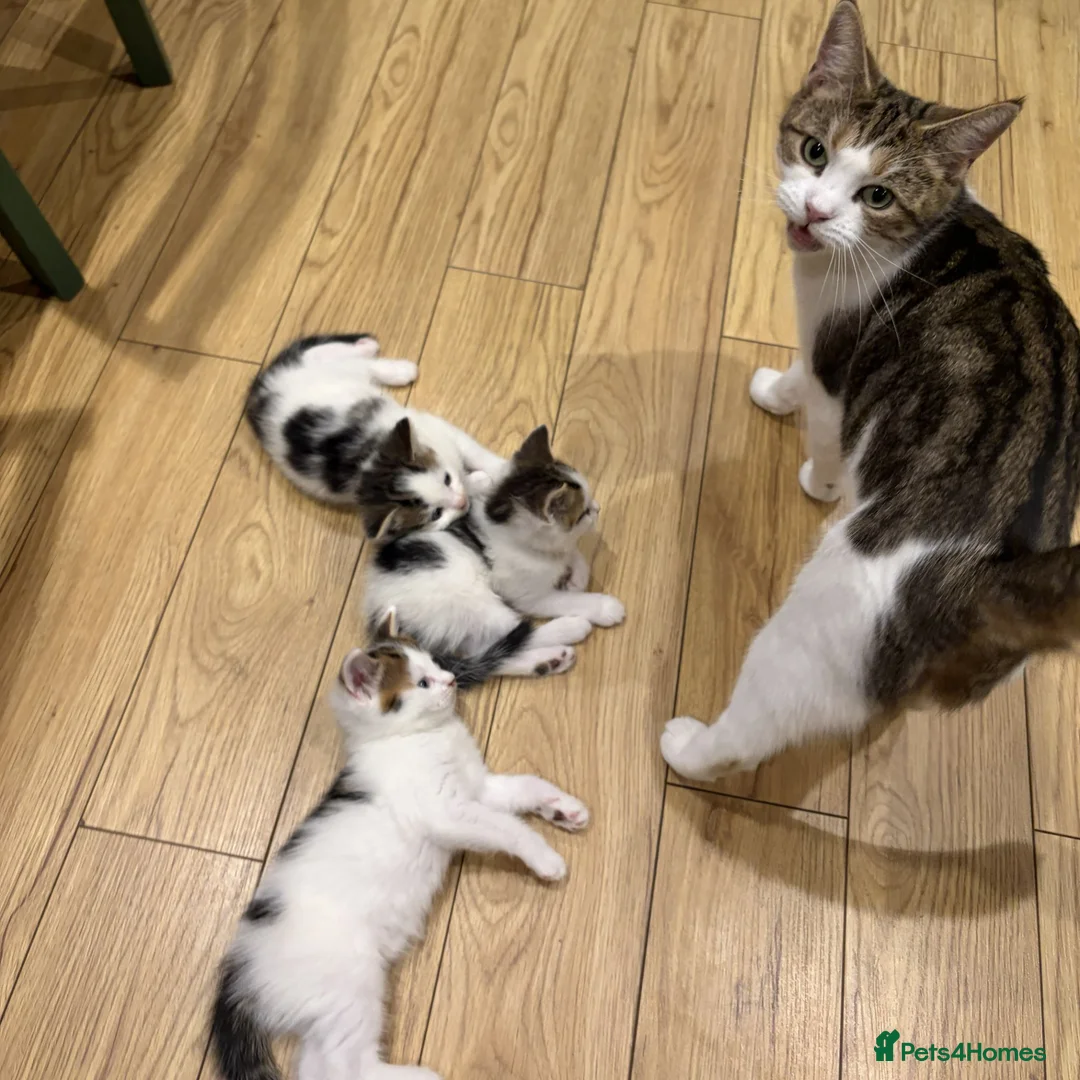 Mixed Breed cats for sale: Adorable Kittens Looking for Their Forever Home - Advert 2
