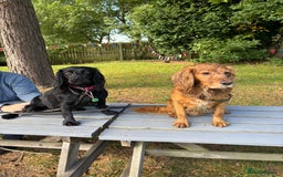 Cocker Spaniel dogs for sale: Cocker Spaniel pups for sale - Image 6