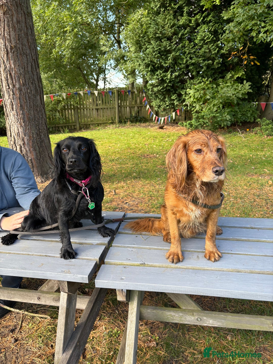 Cocker Spaniel dogs for sale: Cocker Spaniel pups for sale - Image 6