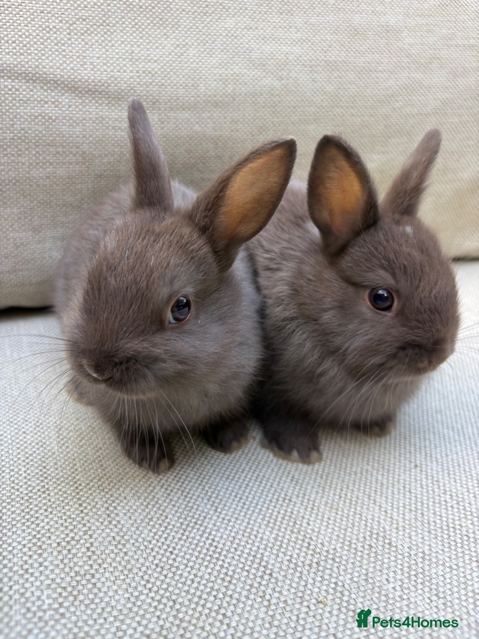 Netherland Dwarf rabbits  AVAILABLE NOW 2 MALE Netherland Dwarf litters  - Advert 1