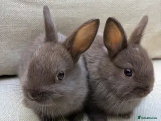 Netherland Dwarf rabbits AVAILABLE NOW 2 MALE Netherland Dwarf litters - Advert 9