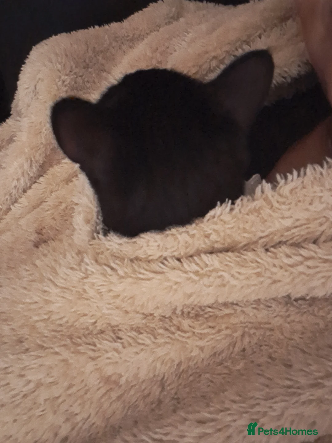 Mixed Breed cats for sale: Sweetest kitten with green eyes needs a home. - Advert 9