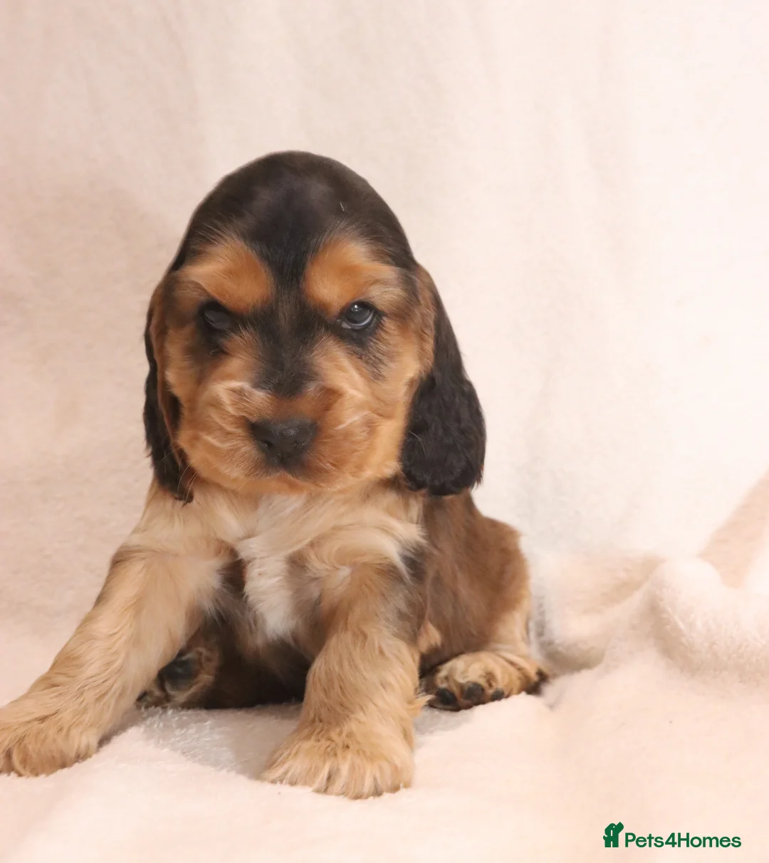 Cocker Spaniel dogs for sale: 🤎🧡 Chocolate Sable & Tan 🧡🤎 - Advert 12