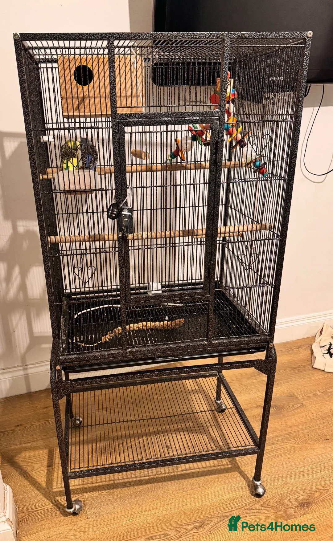 Budgerigars birds for sale: Beautiful Budgies for Sale - Advert 5