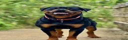 Rottweiler dogs for sale: Rottweiler Puppies  - Advert 12