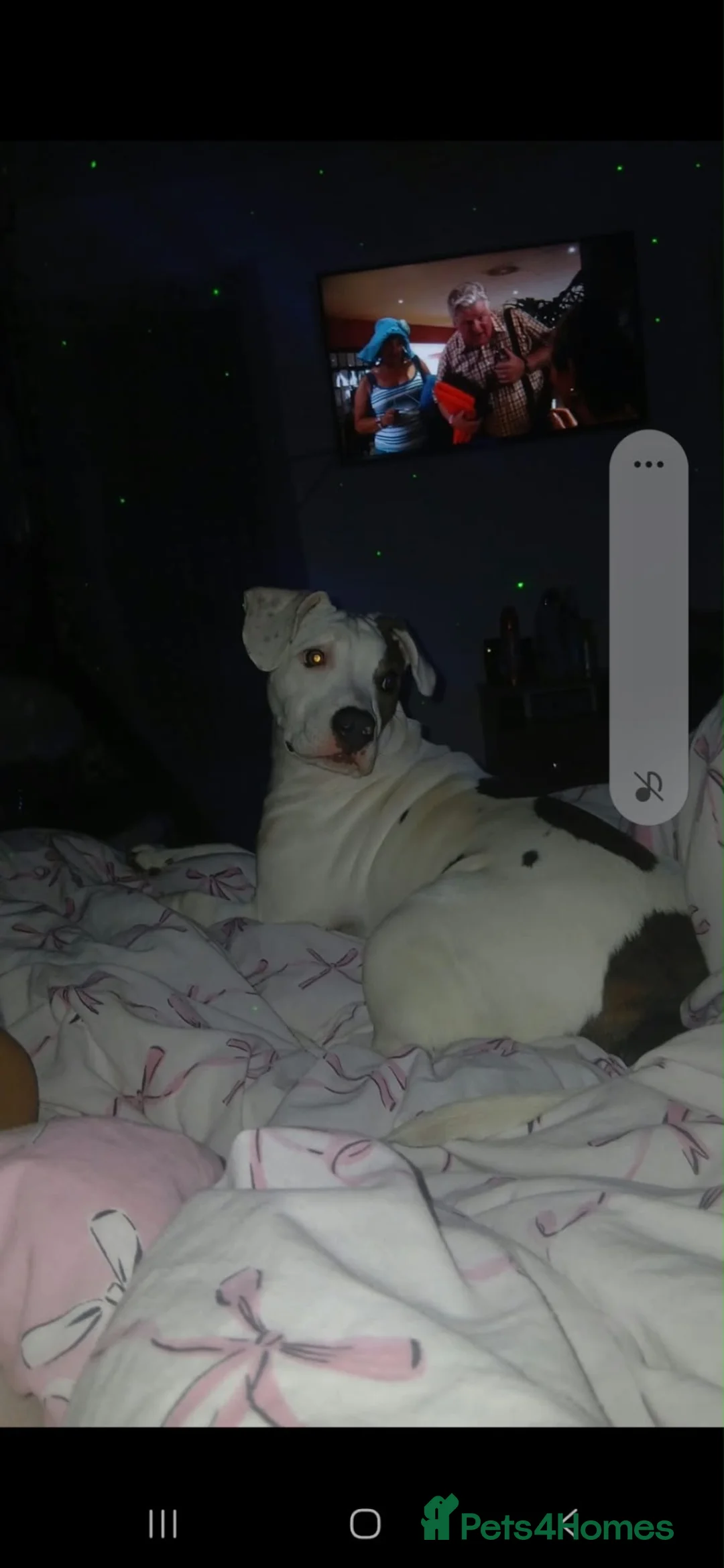 Jack Russell dogs for sale: Staffy x American bull  - Advert 2