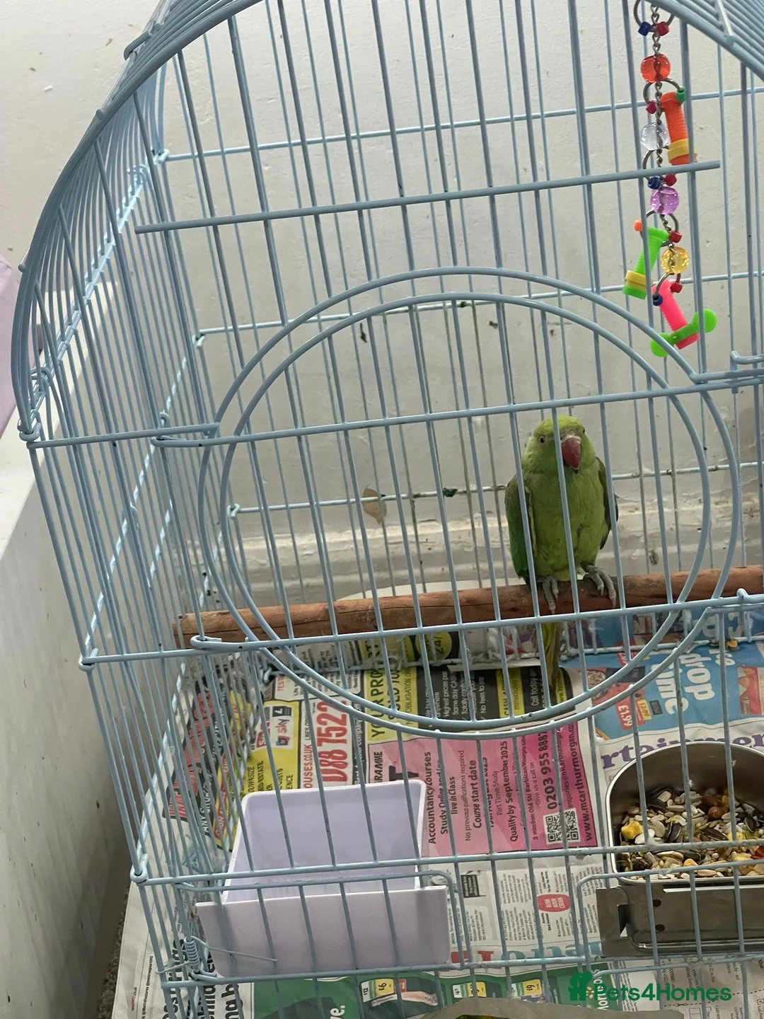 Parrots birds for sale: Indian ring neck  in Birmingham - Advert 8