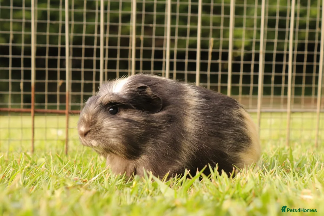 Guinea Pig rodents for sale: Baby Guinea Pigs for sale in Chichester - Advert 5
