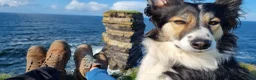 Border Collie dogs for sale: Border Collie - Advert 7