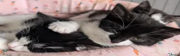 Mixed Breed cats for sale: Kittens for sale - Advert 6
